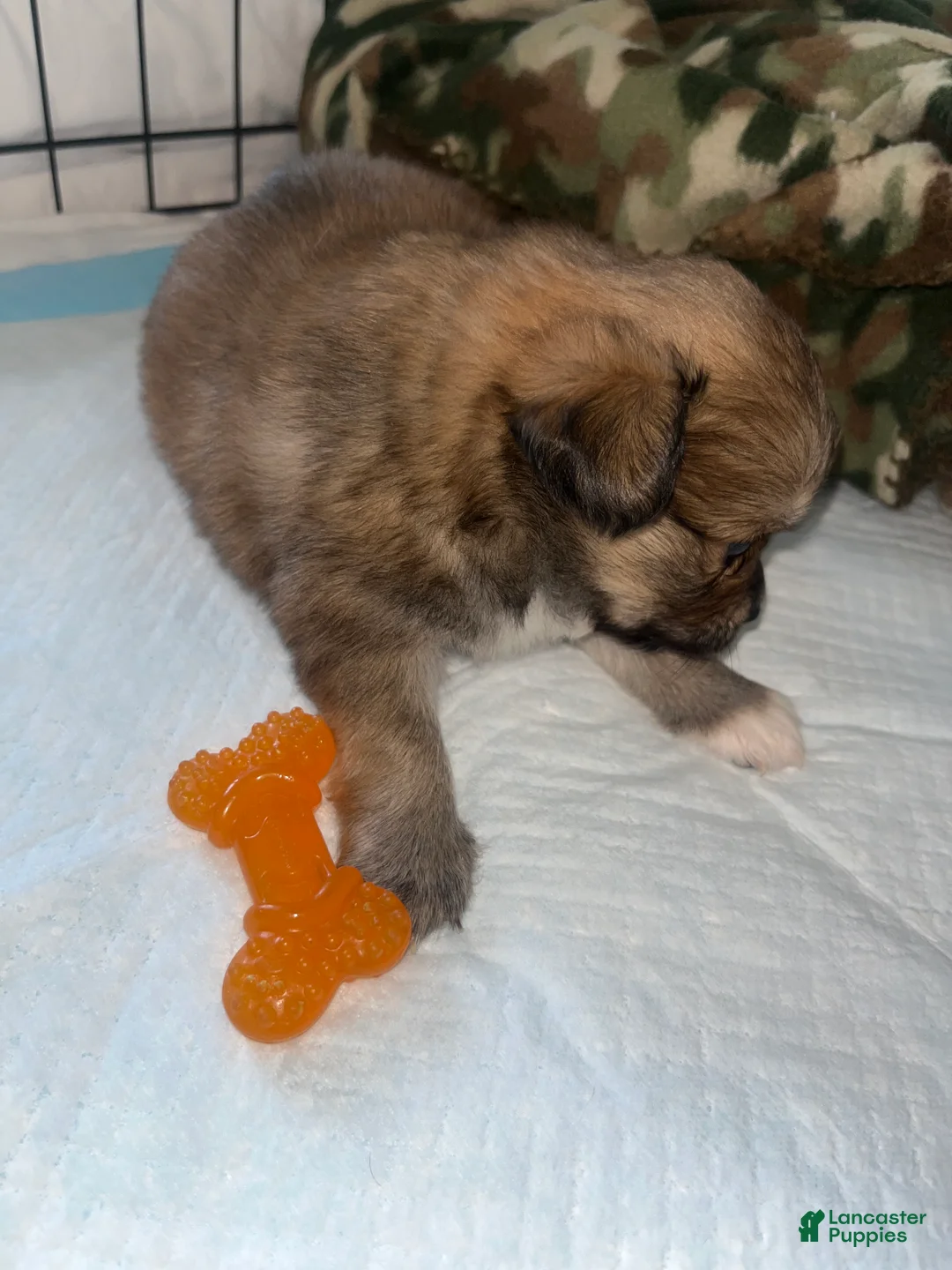 Pomeranian dogs for sale: Pomeranian Puppy 1 - Ad 3