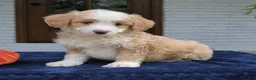 Mini Bernedoodle dogs for sale: Moose  - Ad 3