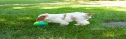 Cocker Spaniel dogs for sale: Reggie  - Ad 5