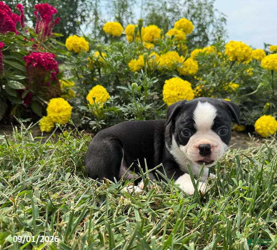 Boston Terrier dogs Halk - Ad 1