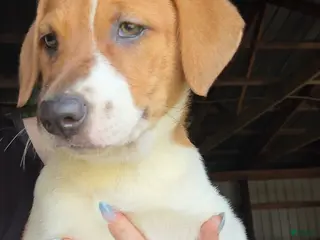 Mixed Breed dogs Marley - Ad 8