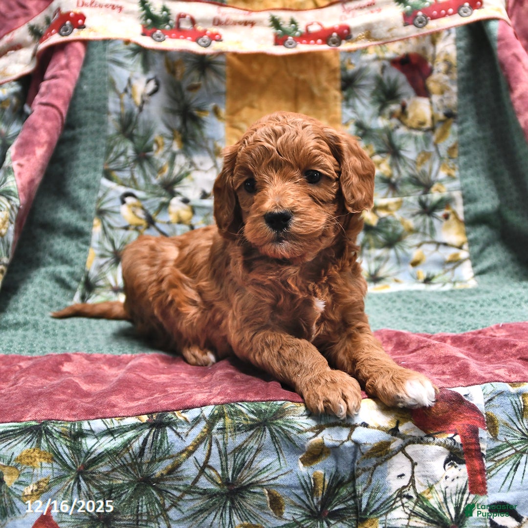 Goldendoodle dogs for sale: Molly - Ad 2