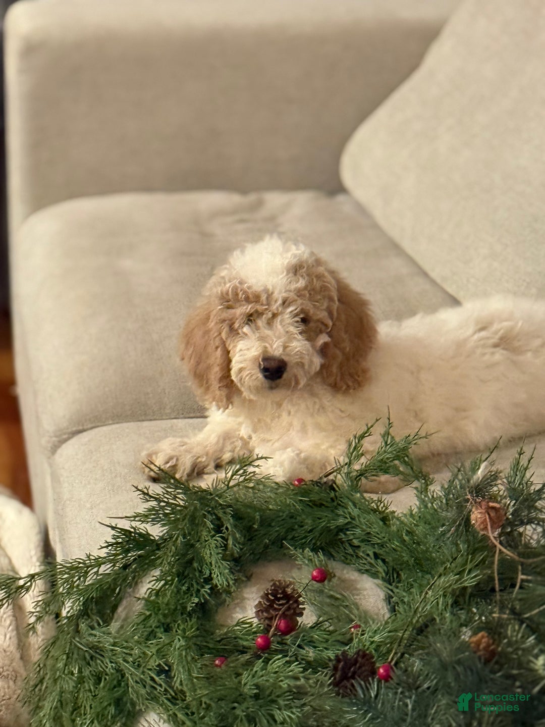 Mixed Breed dogs for sale: Mixed Breed Puppy 3 - Ad 2