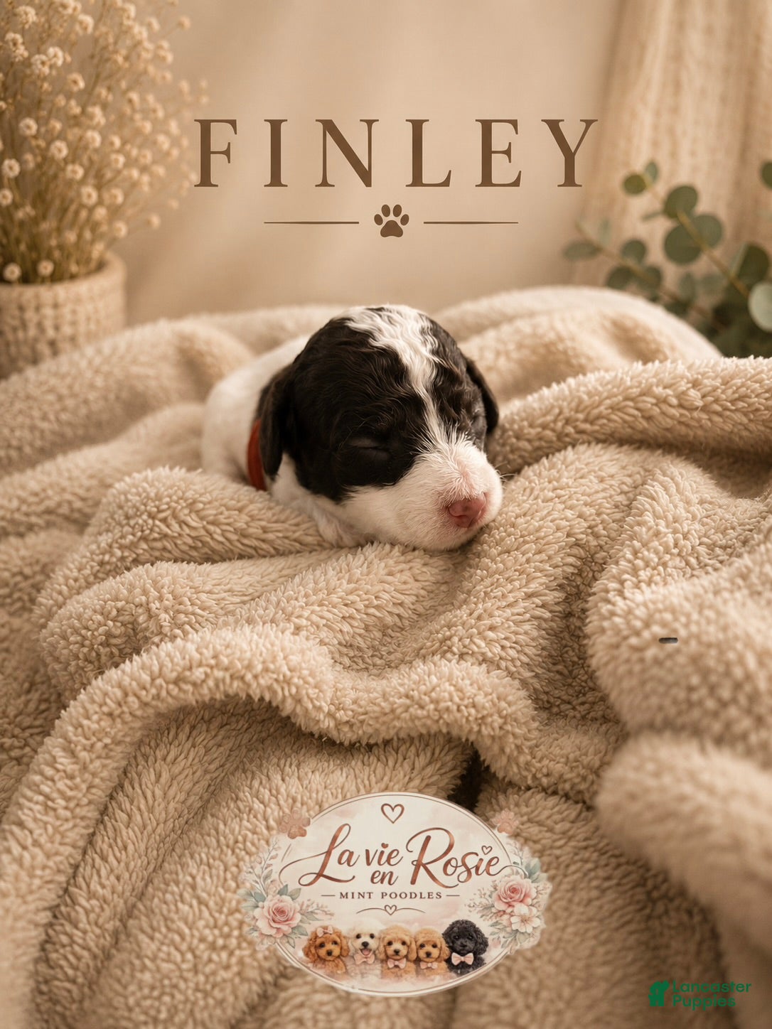 Miniature Poodle dogs Finley - Ad 35