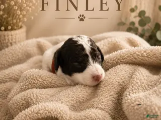 Miniature Poodle dogs Finley - Ad 41