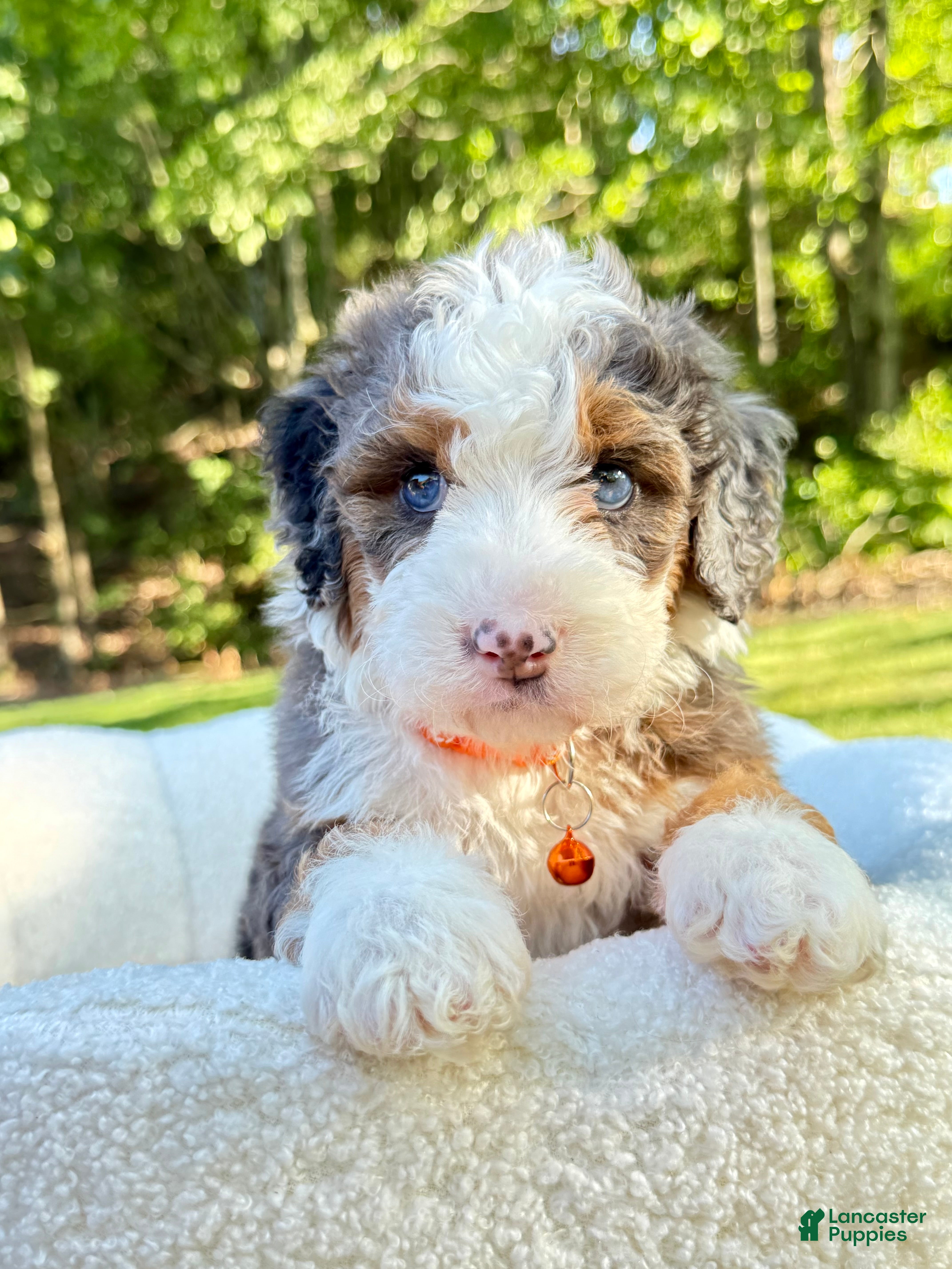 Mini Bernedoodle dogs Ace ❤️ - Ad 2