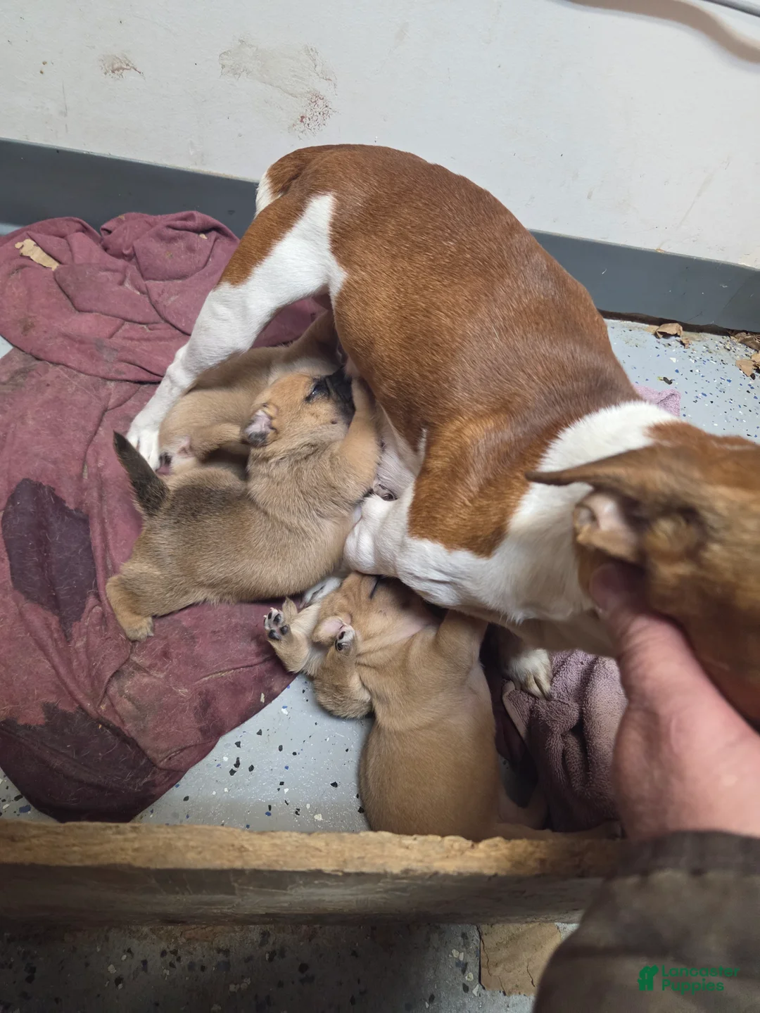 Jug dogs for sale: Jug Puppy 1 - Ad 4