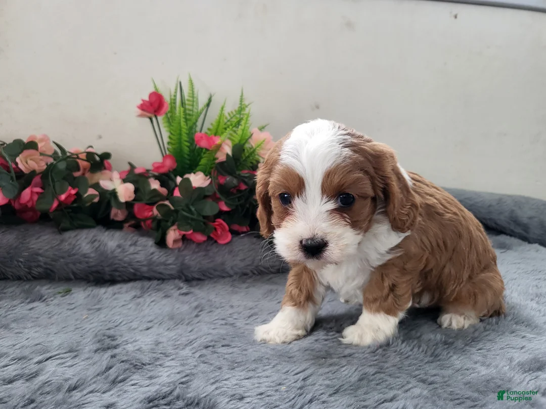 Cavapoo dogs for sale: Carmel - Ad 4