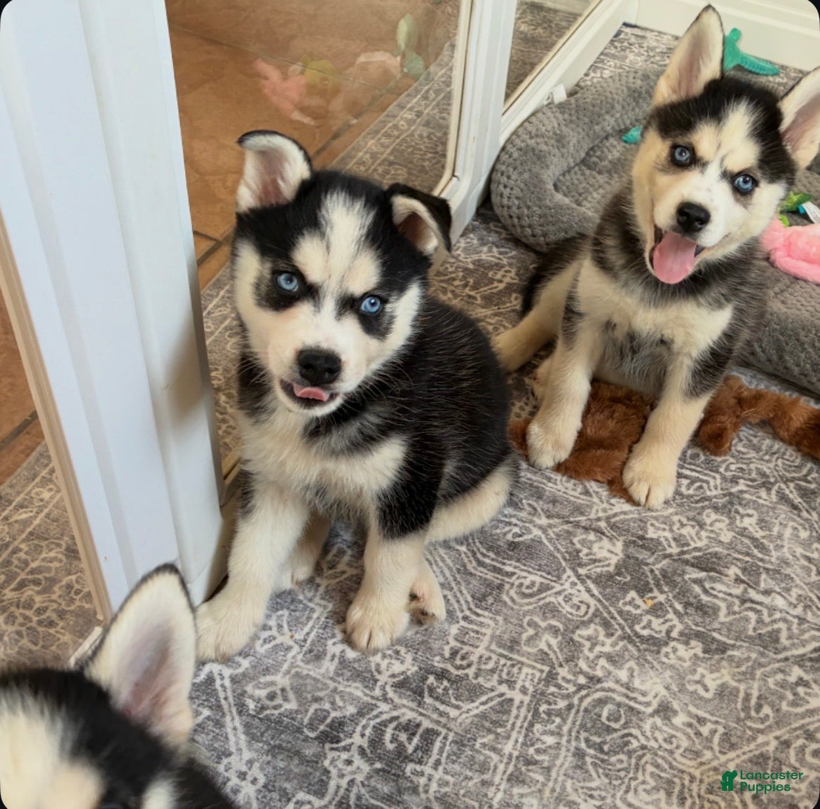 Pomsky dogs Rambo- Brown Collar - Ad 15
