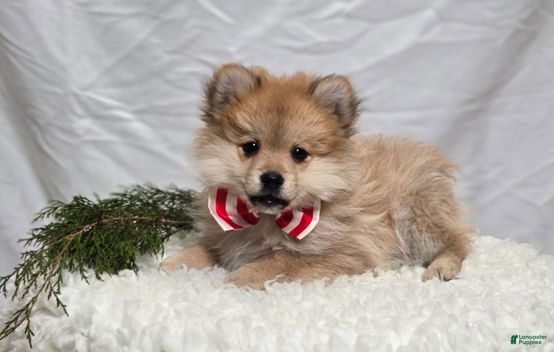 Pomeranian dogs for sale: Timothy - Ad 4