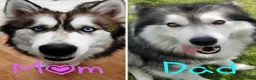 Siberian Husky dogs for sale: Siberian Husky 5 - Ad 2