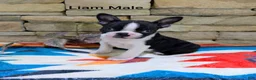 Boston Terrier dogs for sale: Liam Male - Ad 3