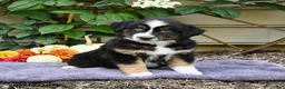 Miniature Australian Shepherd dogs for sale: Zoey - Ad 3
