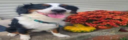 Mini Bernedoodle dogs for sale: Coral - Ad 4