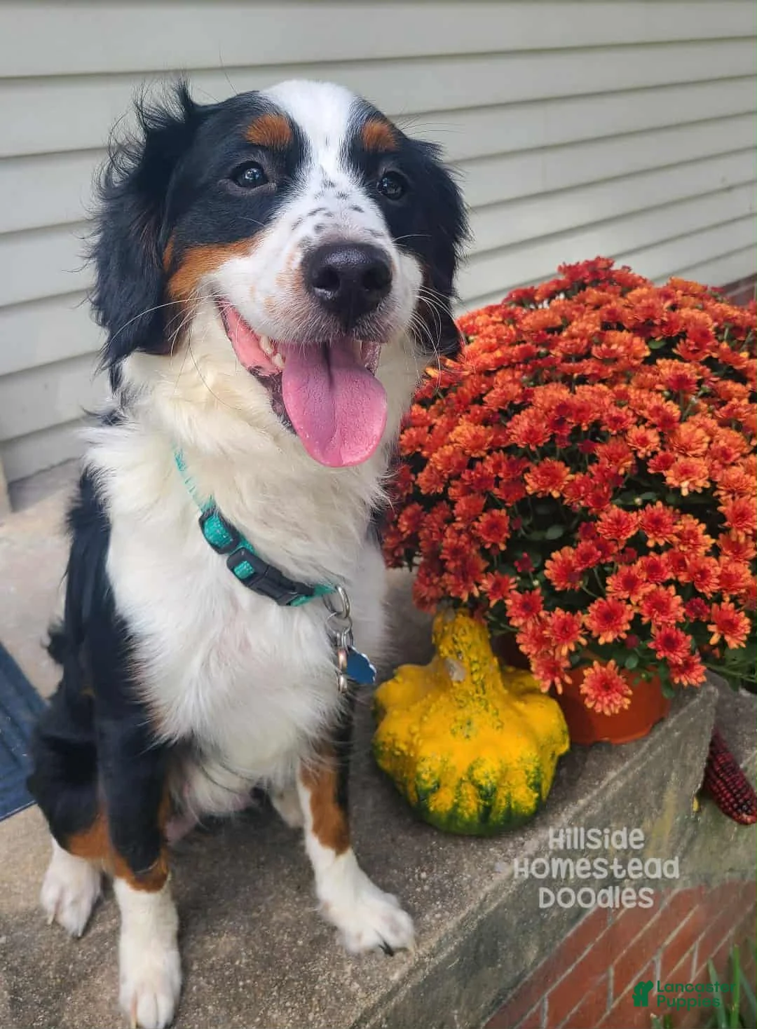 Mini Bernedoodle dogs for sale: Coral - Ad 4