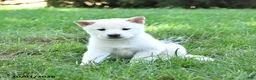 Shiba Inu dogs for sale: Griffin - Ad 5