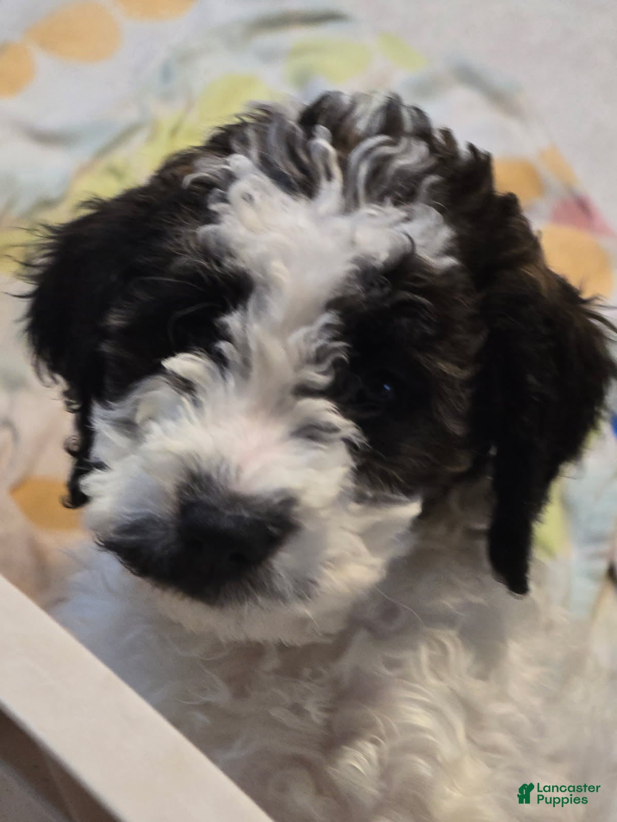 Goldendoodle dogs Stash - Ad 28