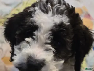 Goldendoodle dogs Stash - Ad 28