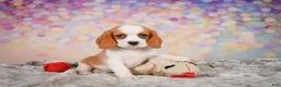 Beaglier dogs for sale: Brooke - Ad 14