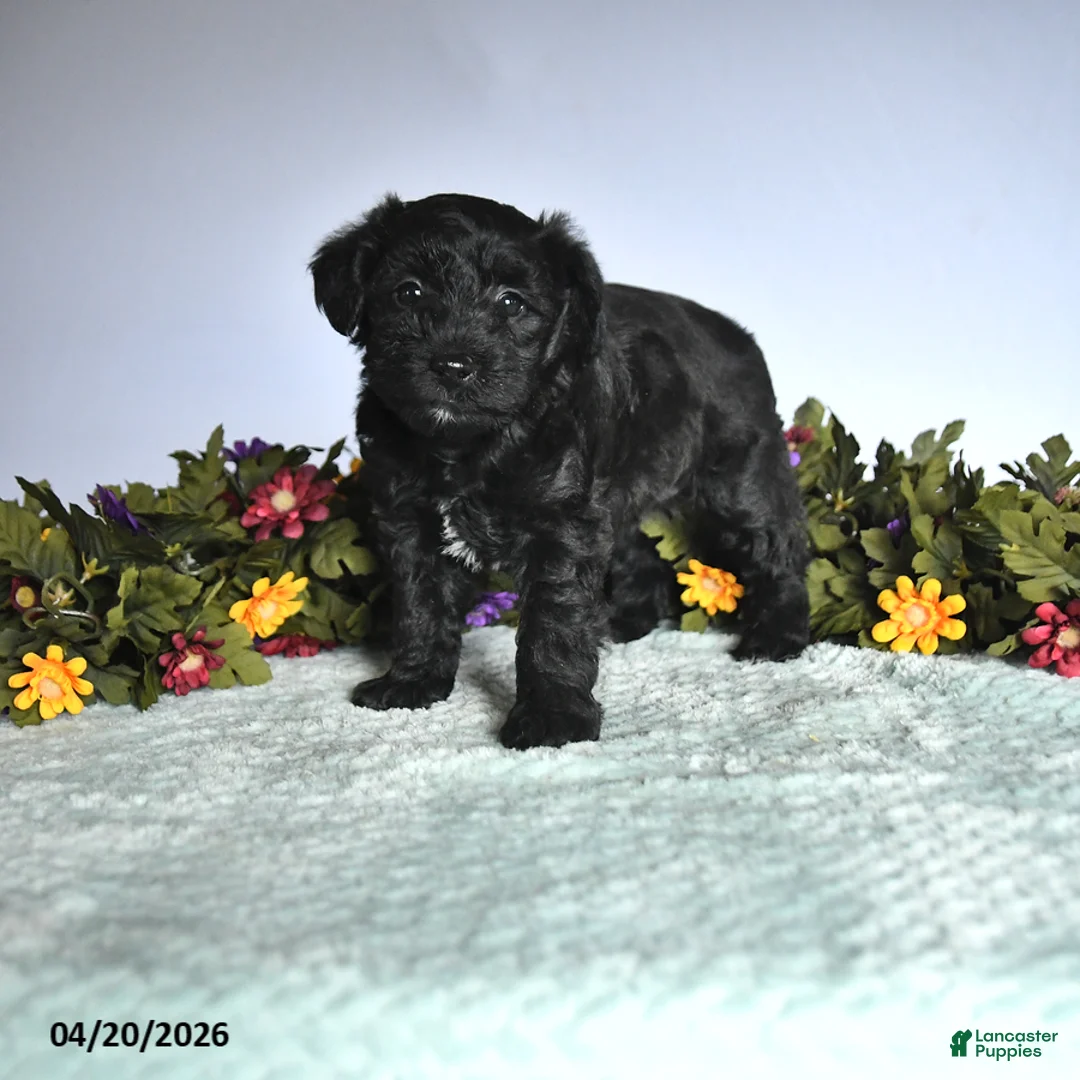 Mixed Breed dogs for sale: Nadia - Ad 1