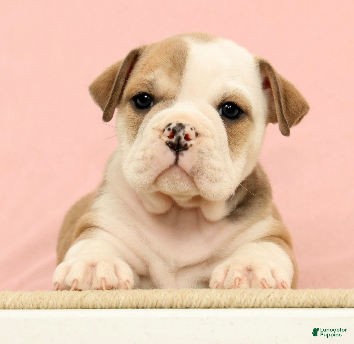 English Bulldog dogs Jenny - Ad 2