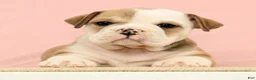 English Bulldog dogs for sale: Jenny - Ad 2