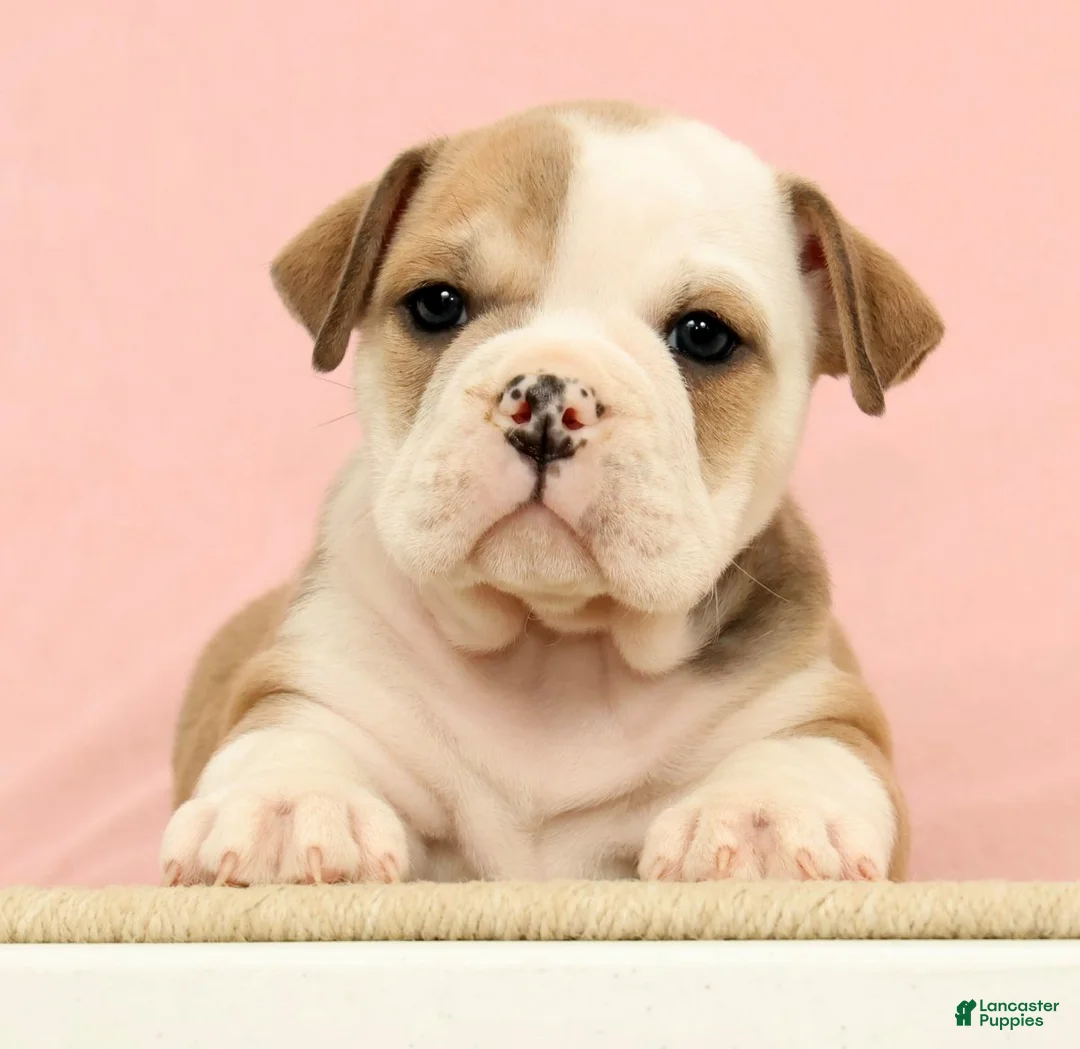 English Bulldog dogs for sale: Jenny - Ad 2