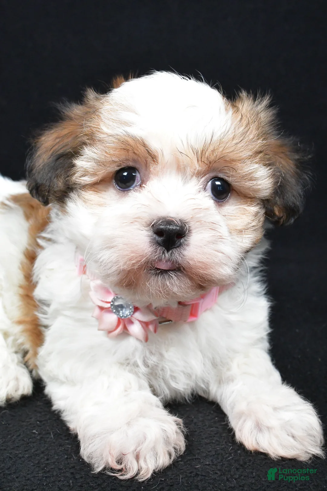 Havanese dogs for sale: Lori - Ad 3