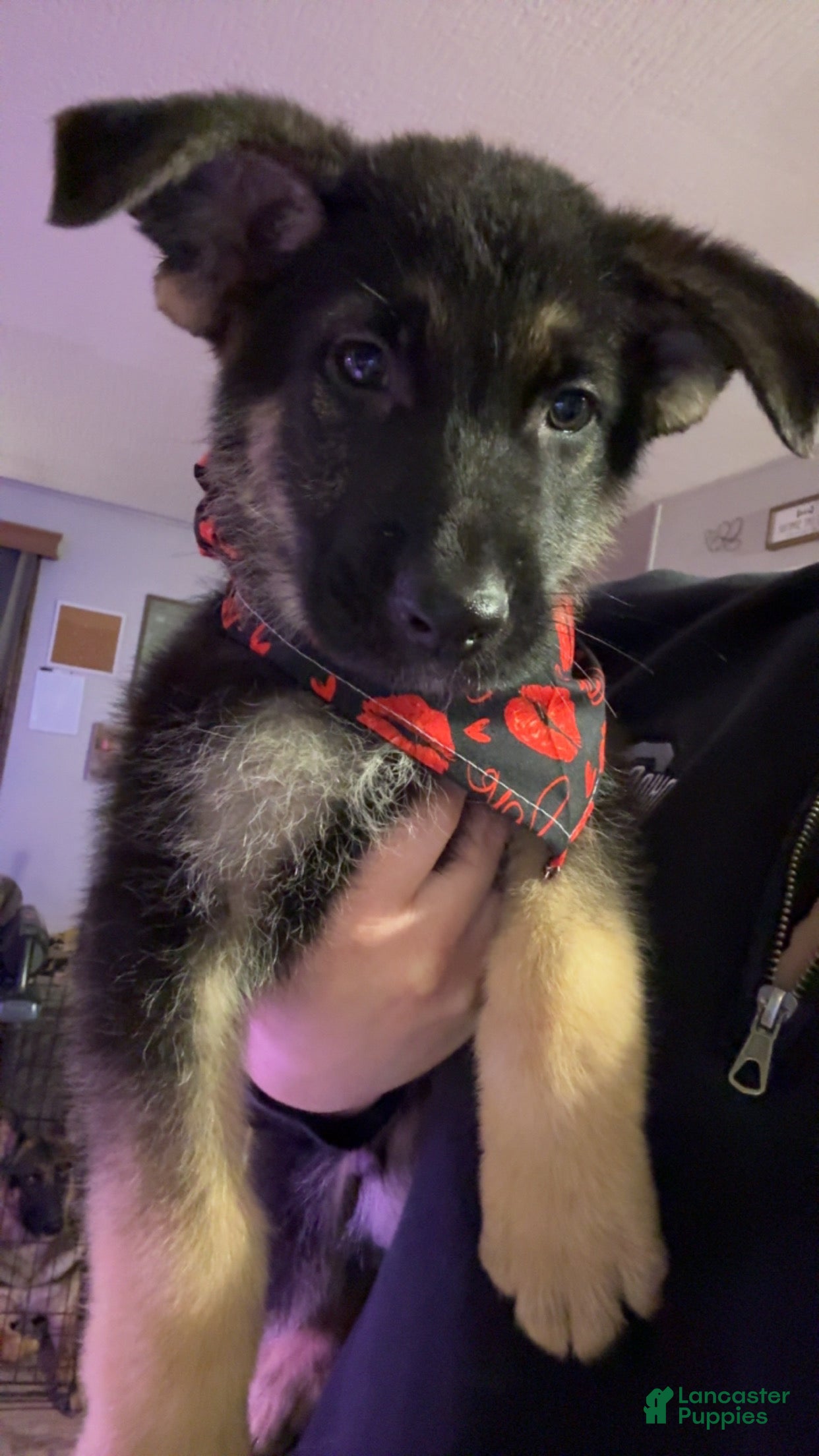 German Shepherd dogs Dustin  - Ad 2