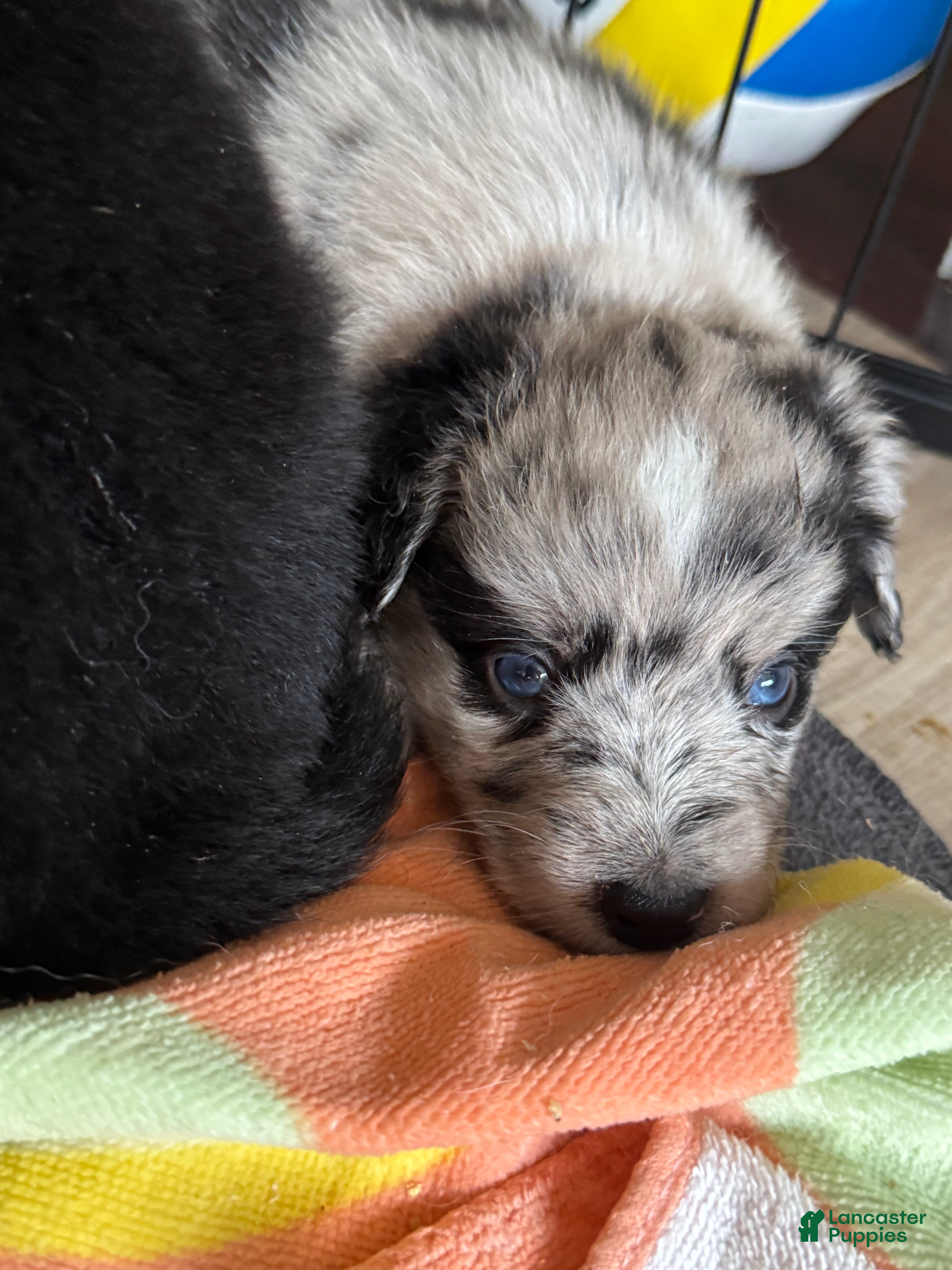 Miniature Australian Shepherd dogs Skipper - Ad 2