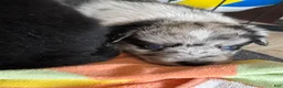 Miniature Australian Shepherd dogs for sale: Skipper - Ad 2