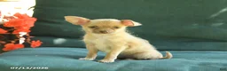 Chihuahua dogs for sale: Peaches - Ad 5