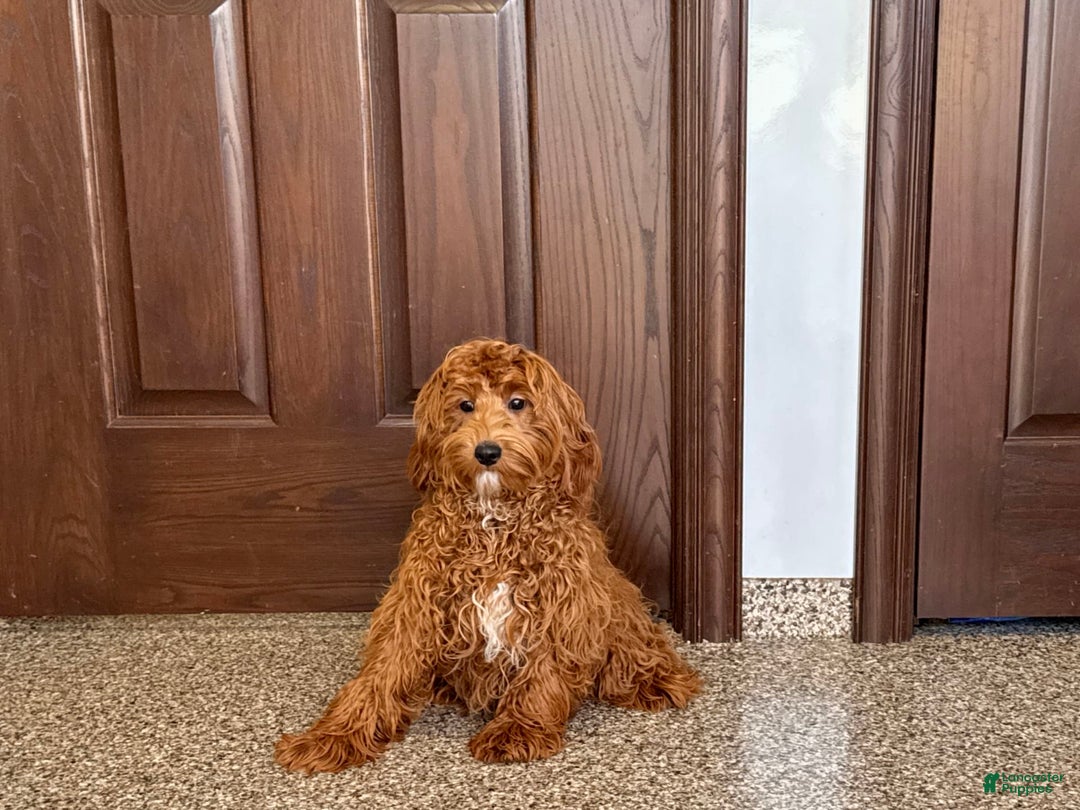 Cockapoo dogs for sale: Bonnie - Ad 3