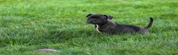 Staffordshire Bull Terrier dogs for sale: Moxie 💖 - Ad 11