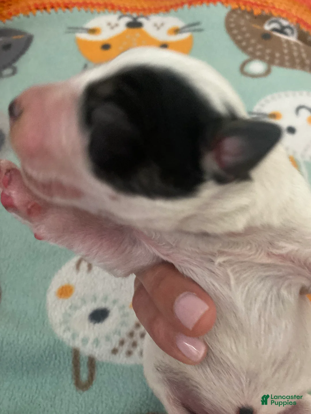 Australian Cattle Dog dogs for sale: Australian Cattle Dog 4-Odie - Ad 1