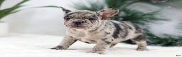 French Bulldog dogs for sale: Beauty - Ad 2