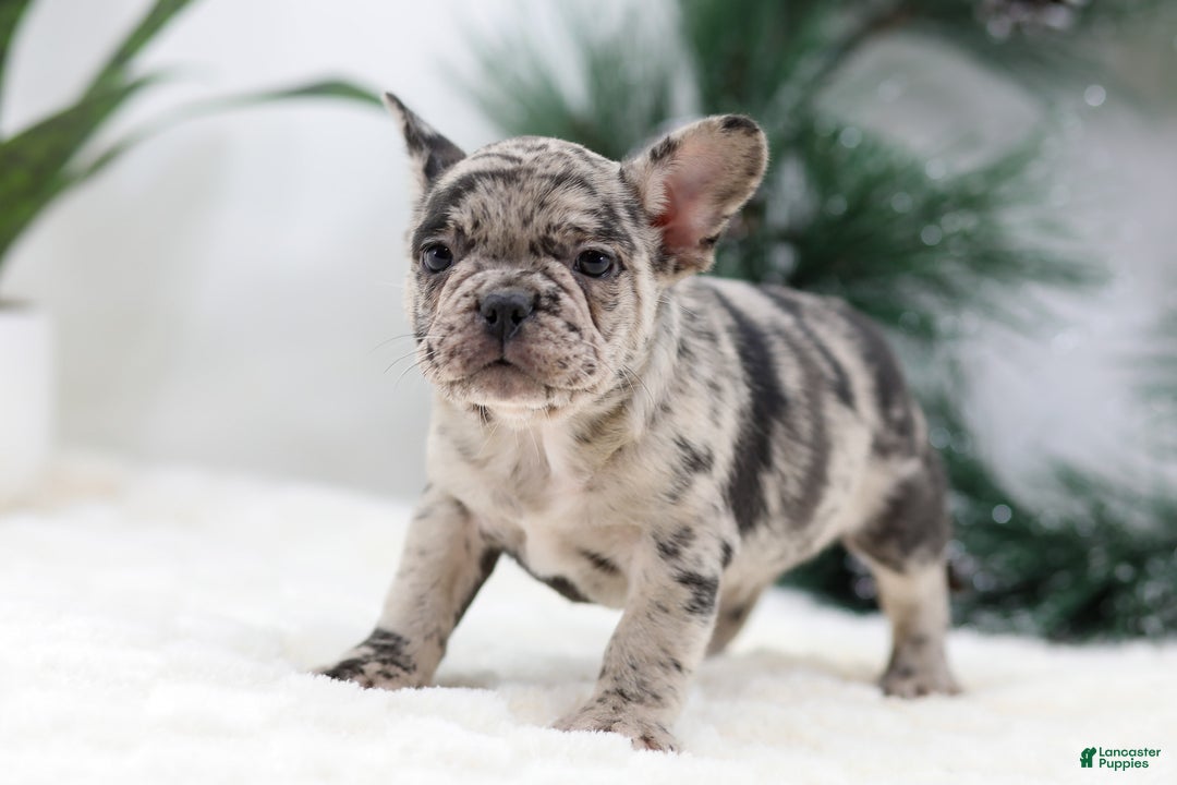 French Bulldog dogs for sale: Beauty - Ad 2