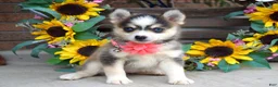 Pomsky dogs for sale: Paisley  - Ad 8