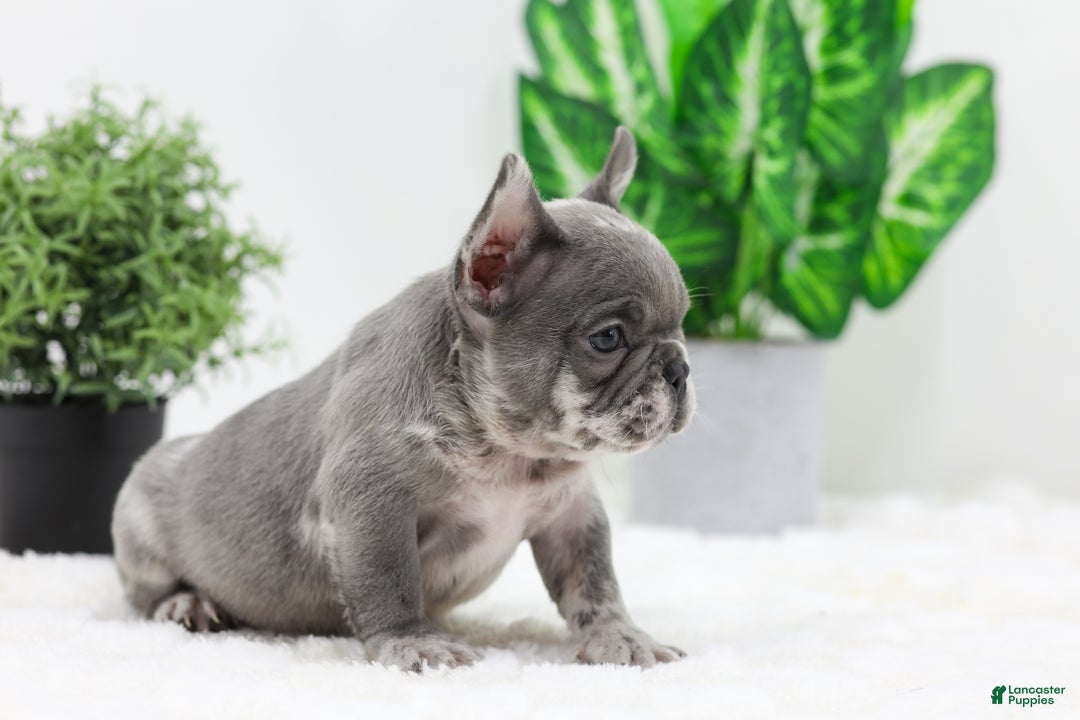 French Bulldog dogs for sale: Edison - Ad 3