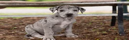 Great Dane dogs for sale: George - Ad 1