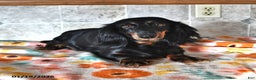 Miniature Dachshund dogs for sale: Rex - Ad 4