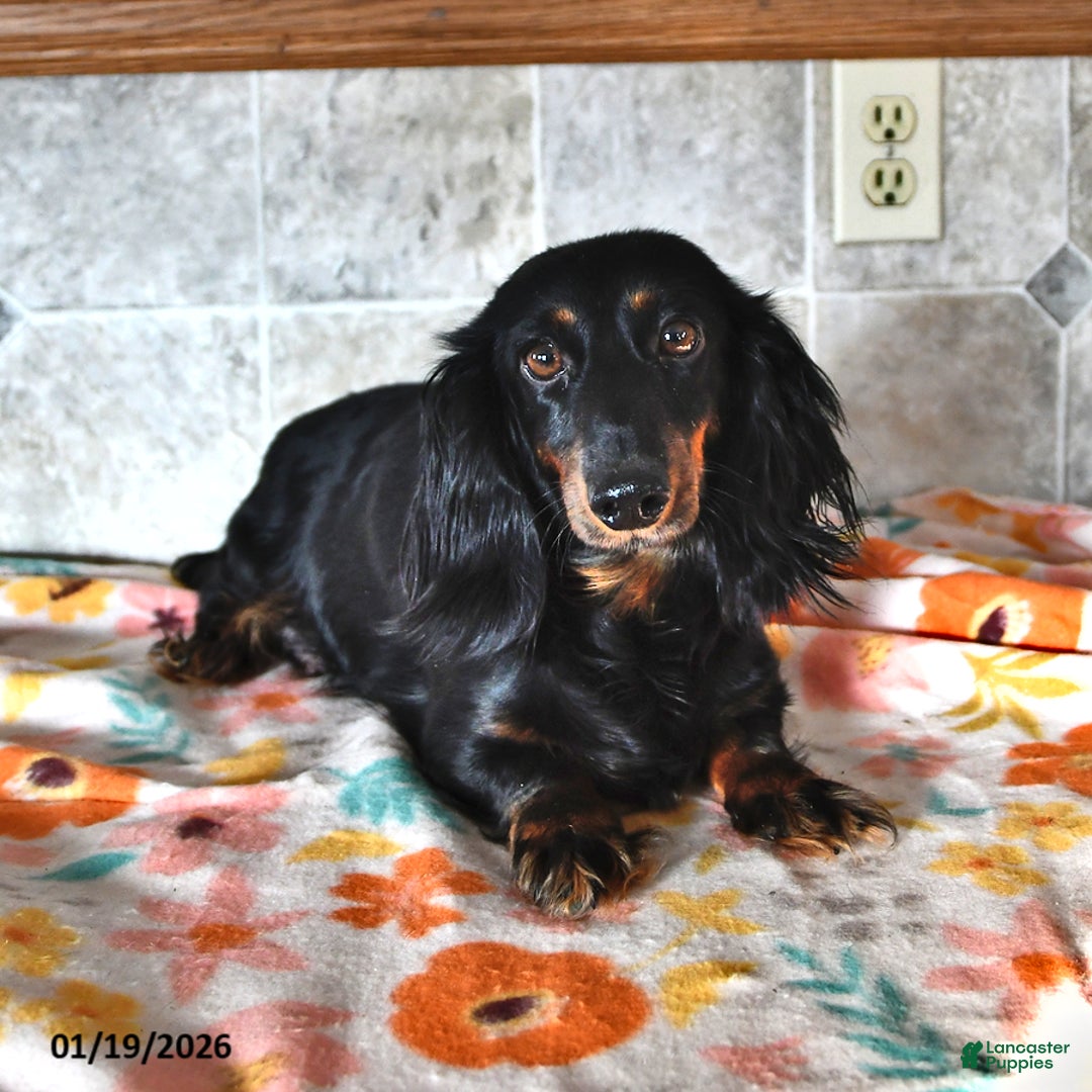 Miniature Dachshund dogs for sale: Rex - Ad 4