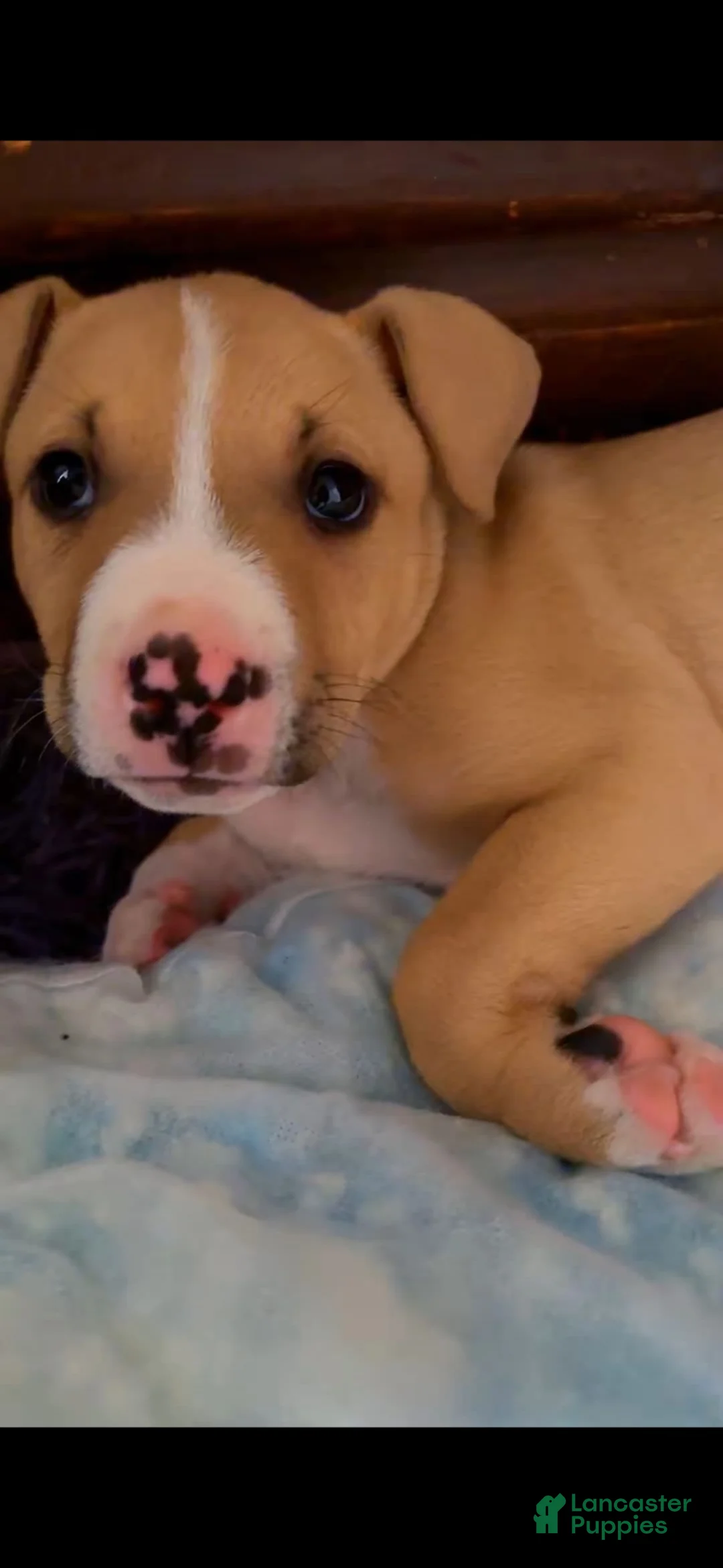 Mixed Breed dogs for sale: Mixed Breed 1 - Ad 2