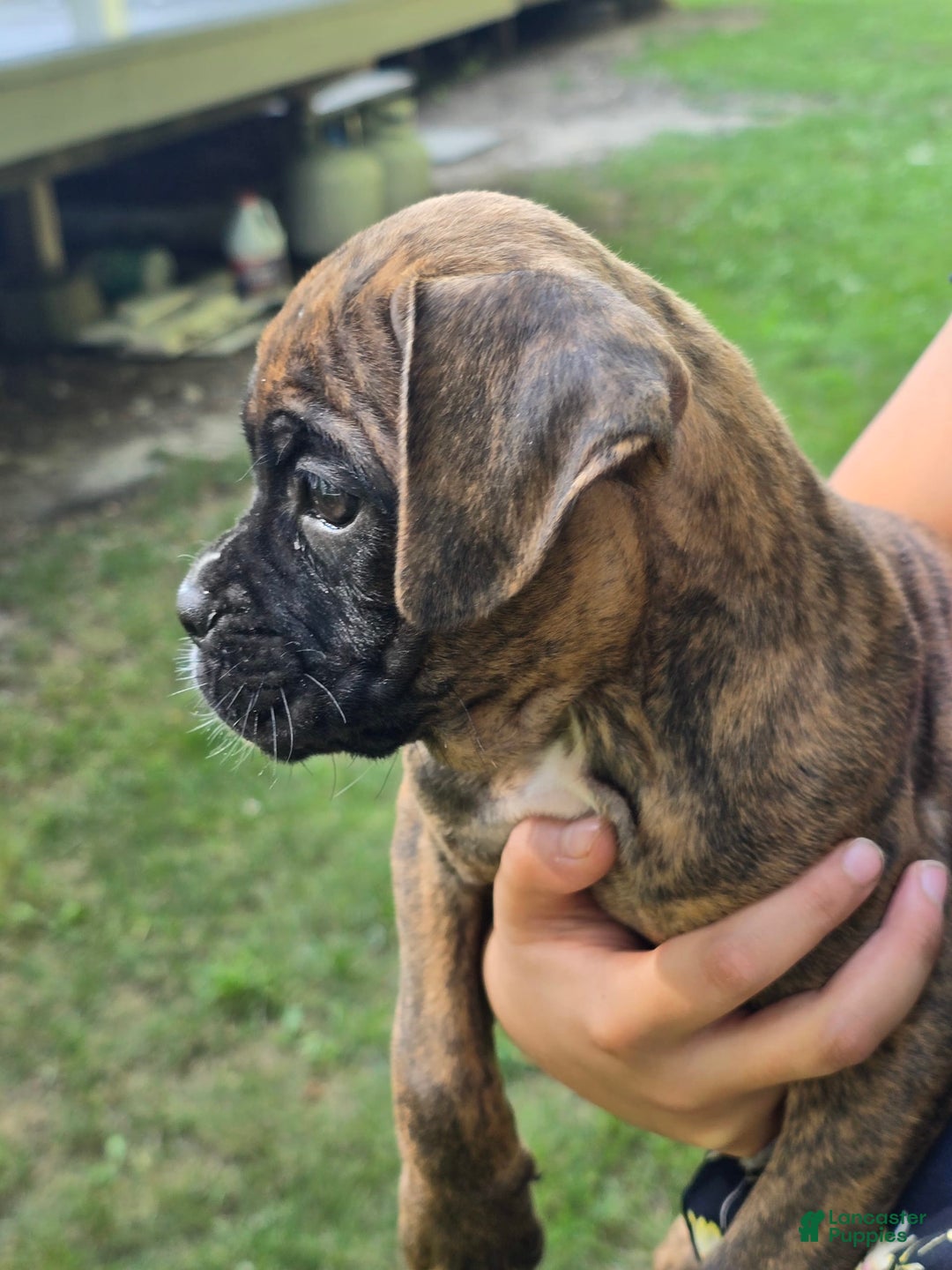 Gallery Image {{count}}