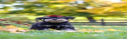 Miniature Schnauzer dogs for sale: Eva - Ad 5