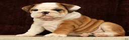 English Bulldog dogs for sale: Maxx - Ad 5