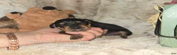 Miniature Pinscher dogs for sale: Gypsy  - Ad 5
