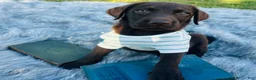 Labrador Retriever dogs for sale: Labrador Retriever star - Ad 4