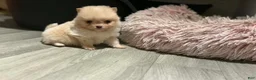 Pomeranian dogs for sale: Kenny - Ad 29