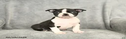 Boston Terrier dogs for sale: Baxter - Ad 1